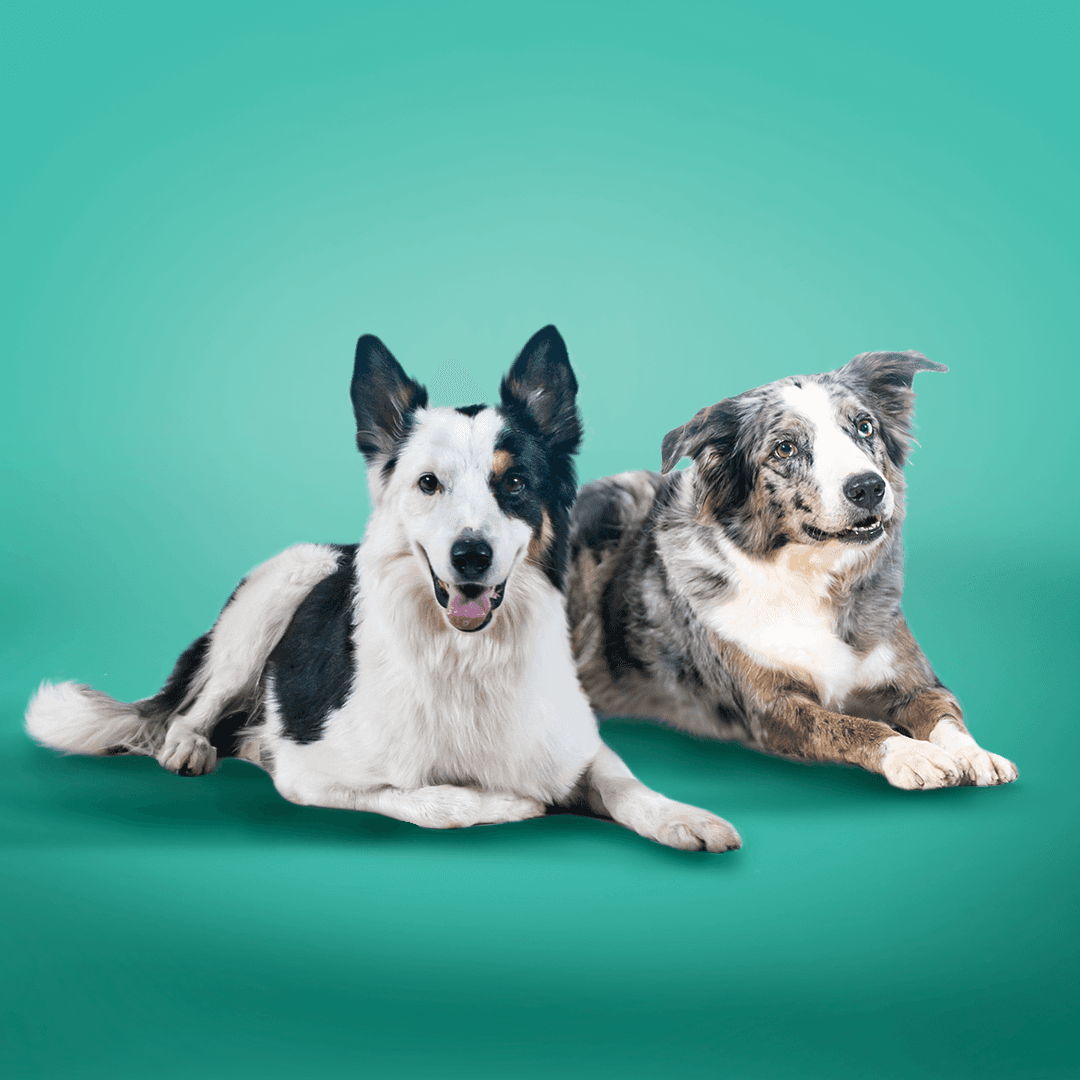 Um cachorro sorrindo